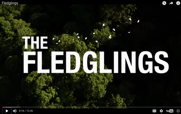 The Fledglings